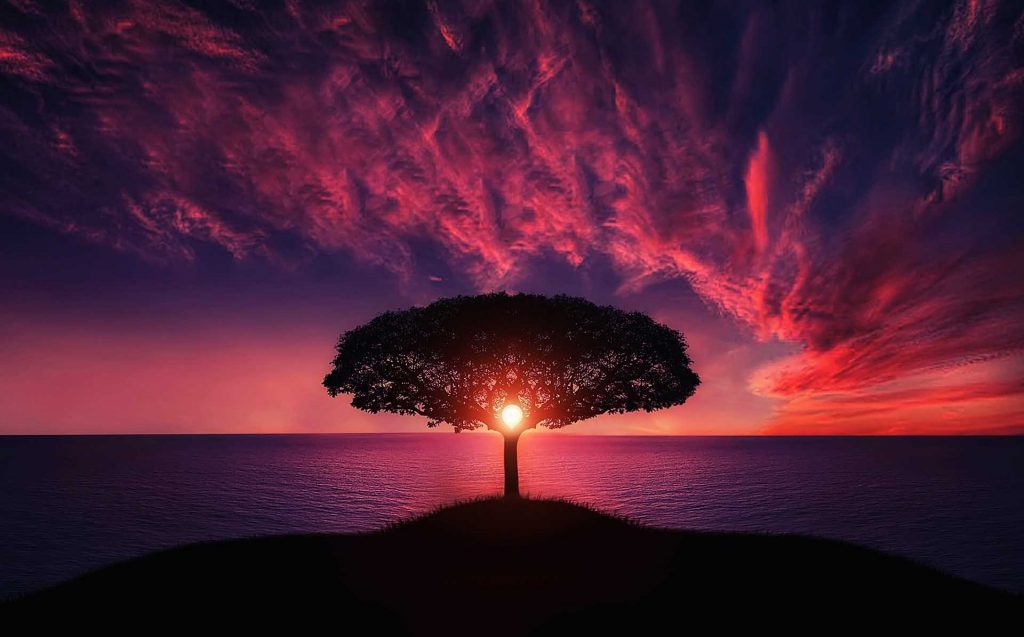tree at sunset - connecting with nature is part of managing climate anxiety